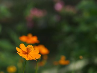 キバナコスモスの花