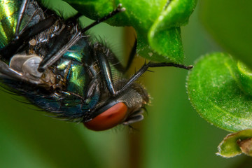 Fly