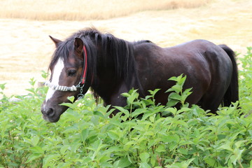 Brown Horse in a Garden