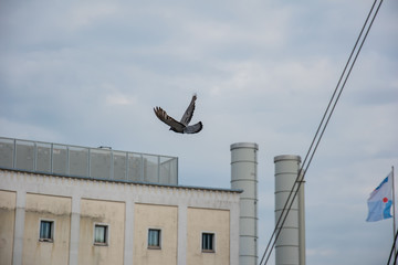 The flying dove in the sky