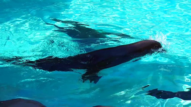 Slow motion Californian sea lion swimming in blue water