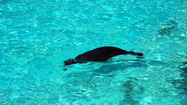Slow motion Californian sea lion swimming in blue water
