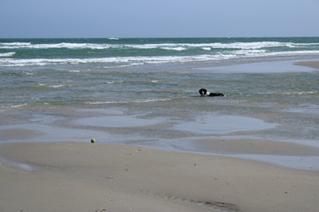 Dog in the sea