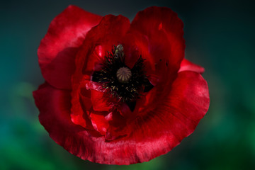 Beautiful photo of poppy in bloom. Corn Poppy Flowers Papaver rhoeas in Spring.