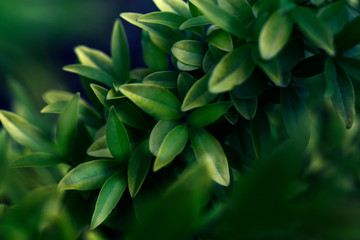 abstract green texture, nature background Green leaves pattern background