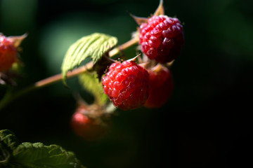 close up of branch of ripe raspberries in a garden.