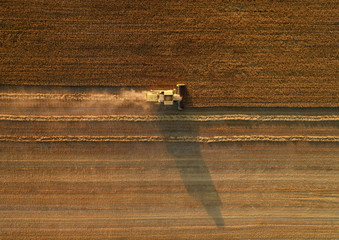 erial view on  combine harvester working in field. Agriculture machine gathers the wheat at sunset.  Combine harvester  harvesting golden ripe wheat field. Agriculture. Aerial view. From above.