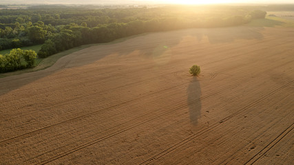 Alone tree in golden ripe wheat field at sunset. Agriculture in carefully cultivated landscape. Aerial view. Harvesting grain field, crop season. Farming in Czech republic from above.