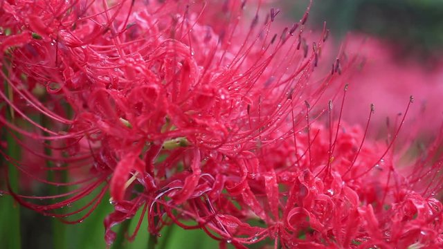 Close up of&nbsp;Red Spider Lily, Uda,&nbsp;Nara&nbsp;Prefecture, Japan