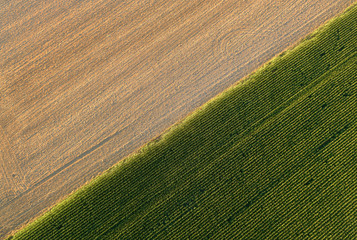 Golden ripe wheat field diagonaly divided by green corn field in sunset. Artistic view from above of farming in Czech republic. Aerial,  vertical view. Harvesting grain field, crop season.