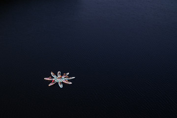 Isolated on dark blue background, Paddle Board Yoga. Aerial view on women doing yoga on stand up paddle boards, forming blossom of lotos. Group of people doing fitness on a SUP board on a natural lake