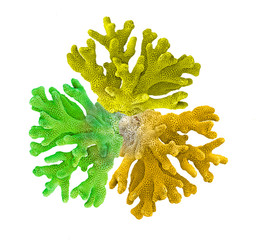 Coral isolated on white background © Dmitry