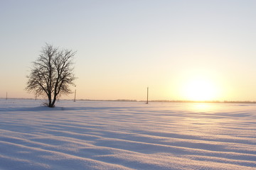 Fototapeta na wymiar Beautiful image of lonely tree on large snow-covered field