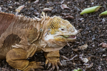 Golden Iguanas Laying On Galapagos Islands.