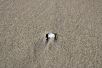 Seashell