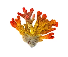 Foto op Aluminium coral isolated on white background © Dmitry