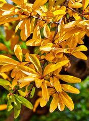 vibrant yellow autumn foliage as a natural background