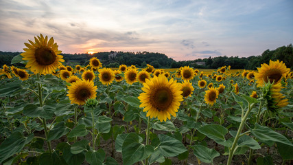 Fototapeta premium Sunflower field seen in Provence