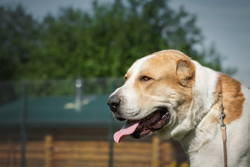 Central Asian Shepherd Dog in garden