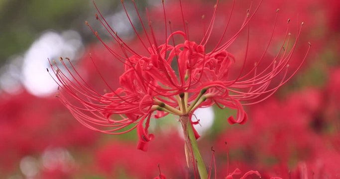 Close up of red spider lily, Satte, Saitama Prefecture, Japan