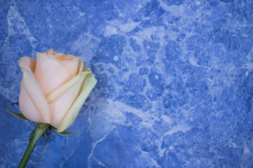 white rose on a blue background, copy space, a place to place the inscription, advertising, banner