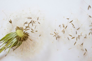 Dandelion. Close up of dandelion spores blowing away, background,isolated flower