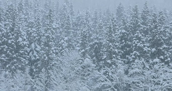 Forest during snowfall in winter, Yonezawa, Yamagata Prefecture, Japan