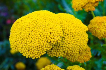 closeup of yellow flower