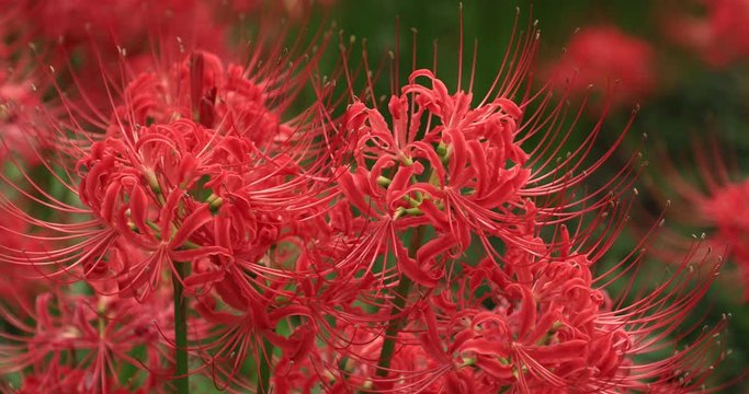 Close up of red spider lily,&nbsp;Satte,&nbsp;Saitama&nbsp;Prefecture, Japan