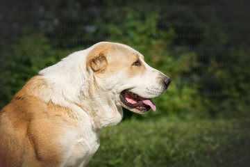 Naklejka na ściany i meble Central Asian Shepherd Dog in garden