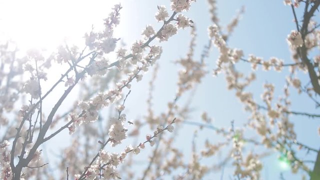 Beautiful spring sunny floral backround. Closeup view of beautiful flowers of apricot tree isolated at blue sky. Real time full hd video footage.