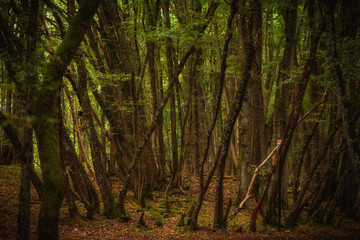 Rural Bavarian Hill Landscape