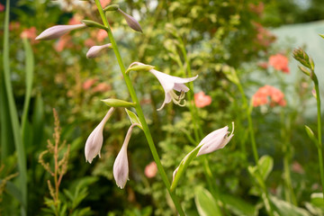 Obraz premium beautiful flowers in the garden