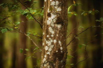 Rural Bavarian Hill Landscape