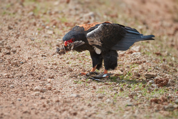 Bateleur eagle, Terathopius ecaudatus, standing on the road, eating sand grouse bird. African eagle with prey, staring directly at camera. Wildlife photography in Amboseli national park. Kenya.
