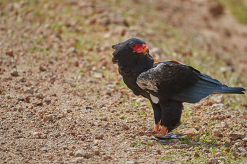 Bateleur eagle, Terathopius ecaudatus, standing on the road, eating sand grouse bird. African eagle with prey, staring directly at camera. Wildlife photography in Amboseli national park. Kenya.
