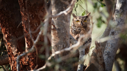 Spotted eagle owl or African eagle owl, Bubo africanus, resting during day in dense tree. Birds of Kenya. Wildlife photography in Tsavo west national park. Kenya.