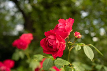 red roses in the garden