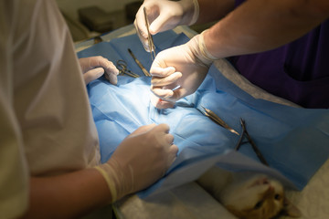 Vet doing the operation for sterilization. The cat on the operating table in a veterinary clinic. Cat in a veterinary surgery , the uterus and ovaries of a cat during surgery.