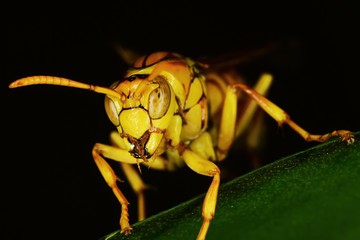 Yellow bee on the green leaf