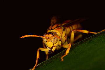 Yellow bee on the green leaf