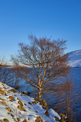 A solitary Birch Tree at the waters edge of Loch Lee in Glen esk, in the Angus Glens of Scotland.