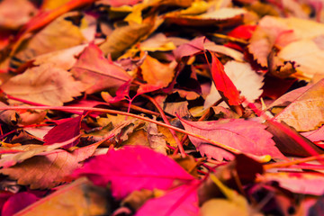 Red flower plants in autumn
