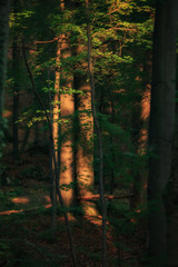 Fototapeta premium Bavarian Countryside Landscape in Franken in the sunset