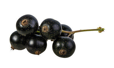 Fresh black-currants isolated on white background with clipping path