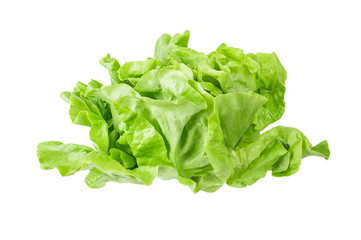 Fresh lettuce isolated on white background with clipping path