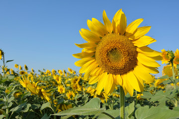 Sunflower blooming. Close-up of a sunflower inflorescence against a bright blue cloudless sky and a field of sunflowers. 