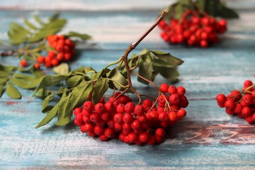 red berries of viburnum on wooden background