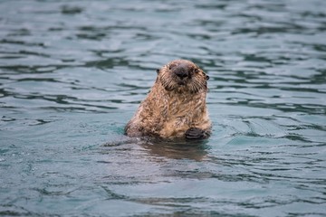 Seeotter. Seeottern sind neugierig und wachsam zugleich, wodurch sie sich vor natürlichen Feinden schützen. Sie sind ausgezeichnete Schwimmer und Taucher und sehr sozial.