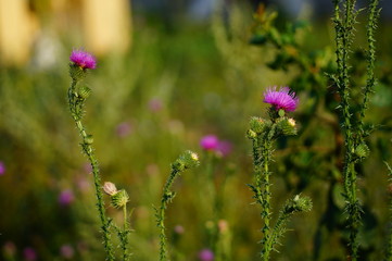 Cirsium vulgare  weedy plant. Inflorescences and flowers close-up. Macro.
